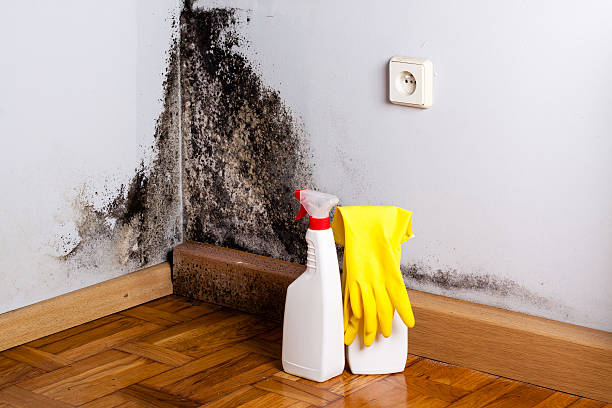 Best Industrial Mold Remediation in Fairview Park, OH